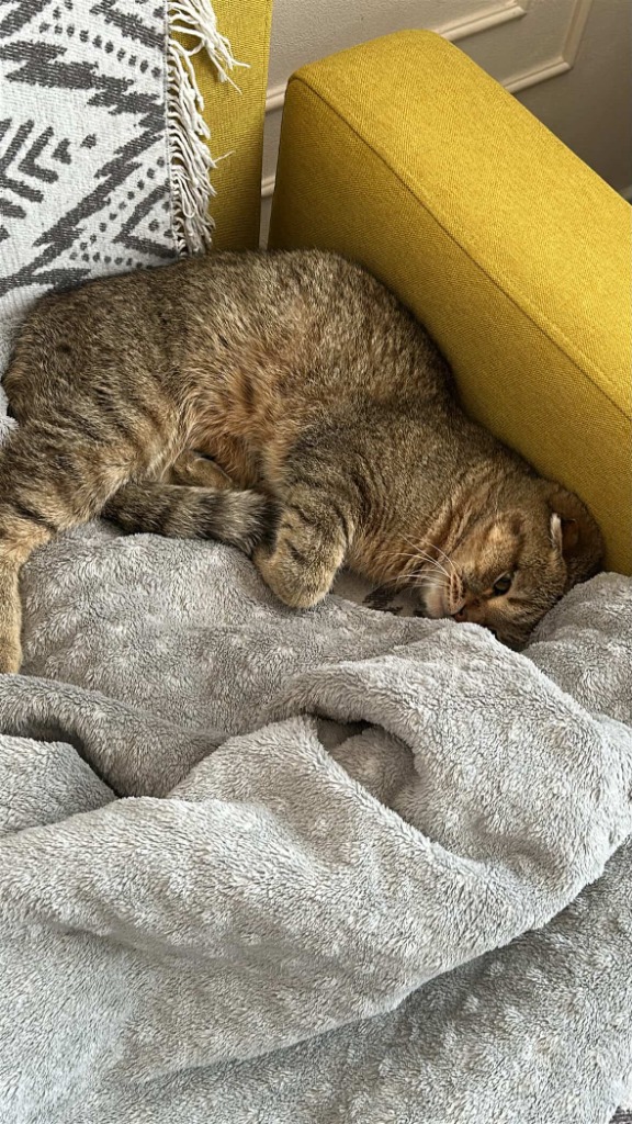 Lux blanket